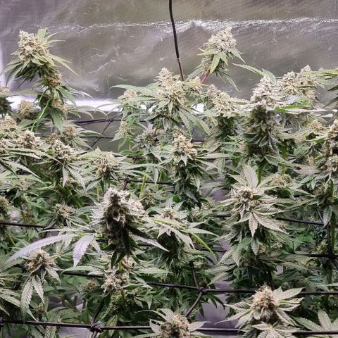 Fruit Spirit growlog timeline photo