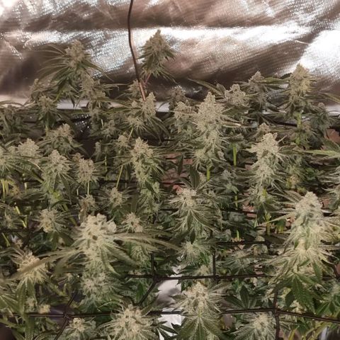 Fruit Spirit growlog timeline photo