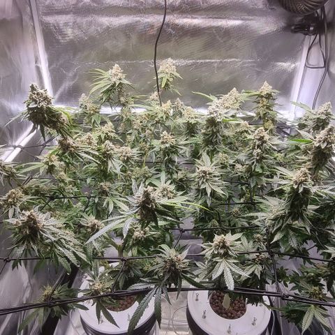 Fruit Spirit growlog timeline photo
