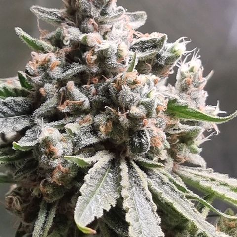 Fruit Spirit growlog timeline photo