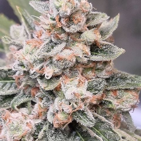 Fruit Spirit growlog timeline photo