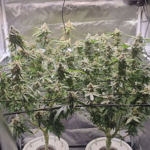Fruit Spirit growlog photo: 9 Blüte Woche und noch keine Anzeichen zur Ernte 