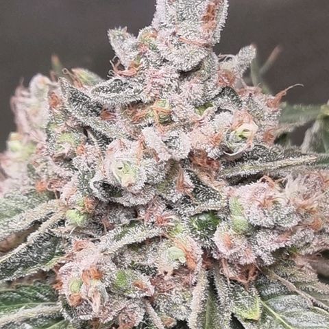 Fruit Spirit growlog timeline photo