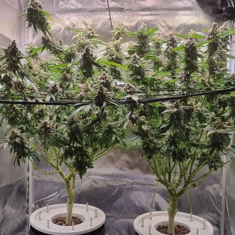 Fruit Spirit growlog timeline photo