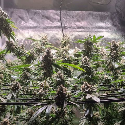 Fruit Spirit growlog timeline photo