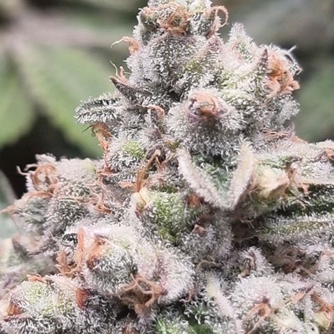Fruit Spirit growlog timeline photo