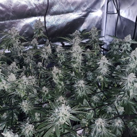 Fruit Spirit growlog timeline photo