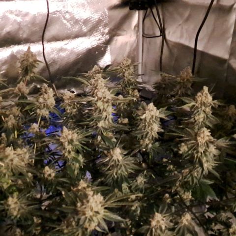 Fruit Spirit growlog timeline photo