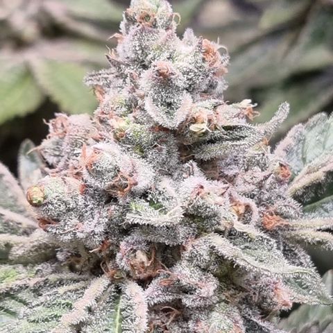 Fruit Spirit growlog timeline photo