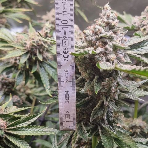 Fruit Spirit growlog timeline photo