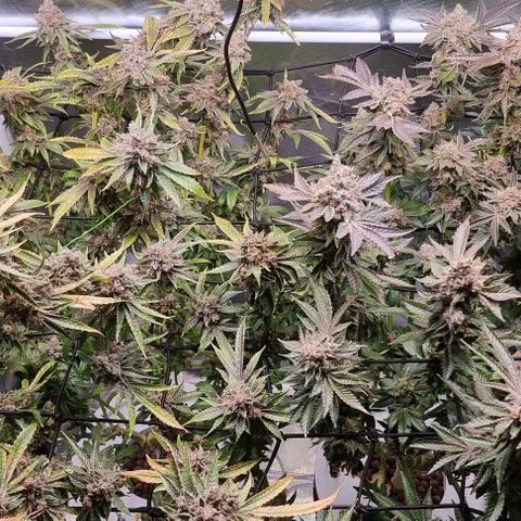 Fruit Spirit growlog photo: Bald ist es Zeit 😉