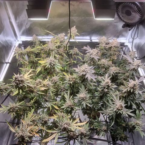 Fruit Spirit growlog photo: Bald ist es Zeit 😉