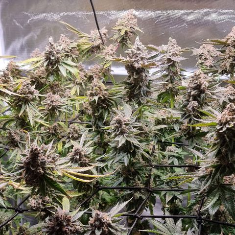 Fruit Spirit growlog photo: Bald ist es Zeit 😉
