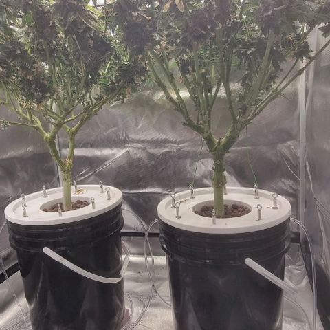Fruit Spirit growlog timeline photo