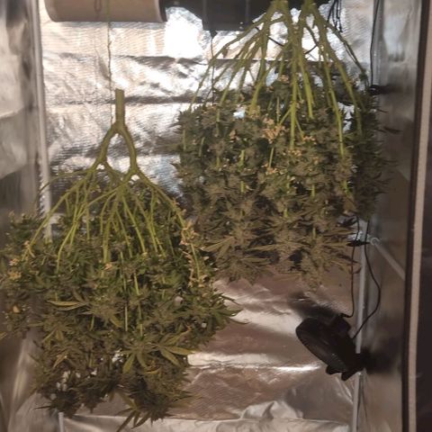 Fruit Spirit growlog photo: Ernten