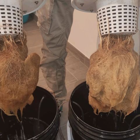 Fruit Spirit growlog photo: Ernten