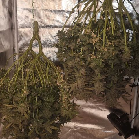 Fruit Spirit growlog photo: Ernten