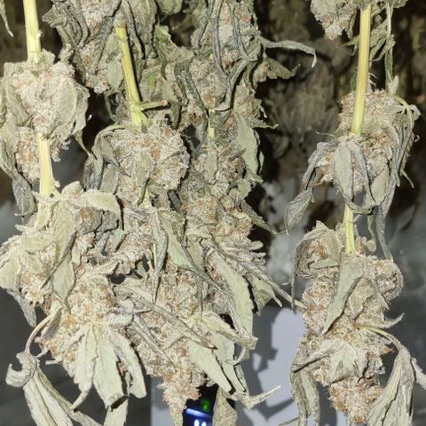 Fruit Spirit growlog timeline photo
