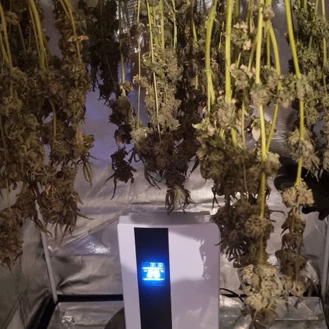 Fruit Spirit growlog timeline photo