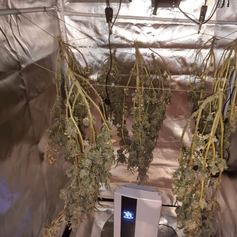 Fruit Spirit growlog photo: 521 Gramm