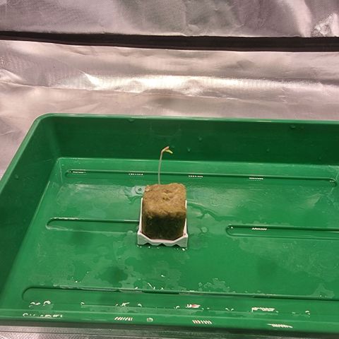 Lemon Cherry Gelato growlog timeline photo