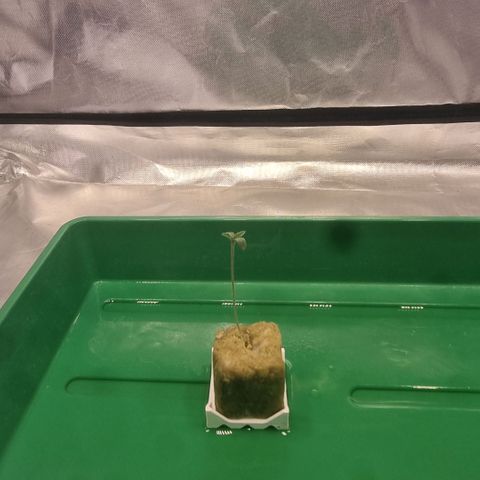 Lemon Cherry Gelato growlog photo: Das Umtopfen vorbereiten 