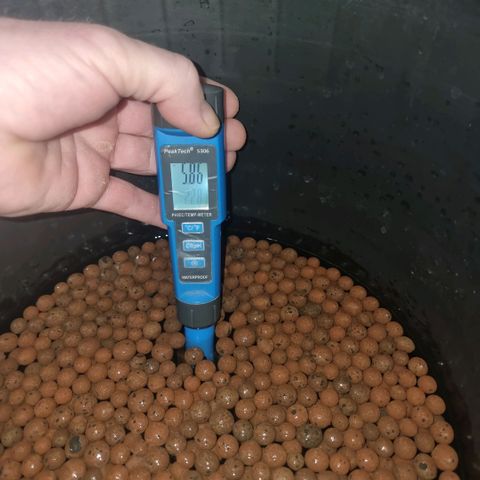Lemon Cherry Gelato growlog photo: Das Umtopfen vorbereiten 