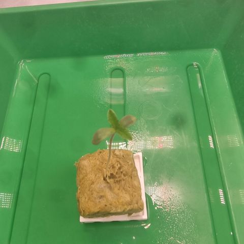 Lemon Cherry Gelato growlog photo: Das Umtopfen vorbereiten 