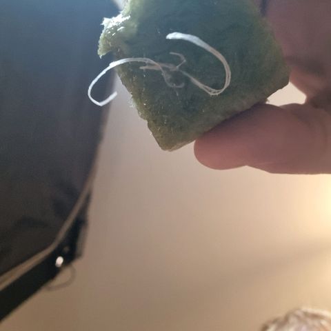Lemon Cherry Gelato growlog timeline photo