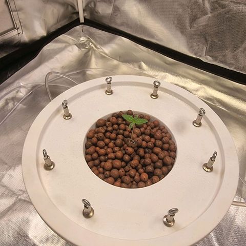 Lemon Cherry Gelato growlog timeline photo