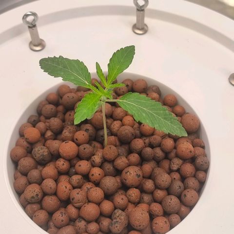 Lemon Cherry Gelato growlog photo: Wurzeln hängen nun in der Starter Lösung von Canna (Canna Starter)
EC 1100
P.H 5.6