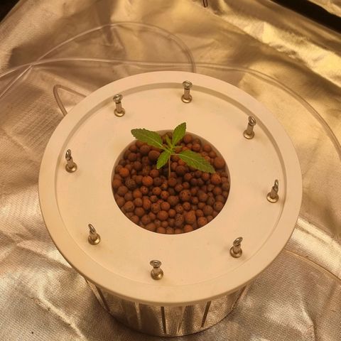Lemon Cherry Gelato growlog photo: Wurzeln hängen nun in der Starter Lösung von Canna (Canna Starter)
EC 1100
P.H 5.6
