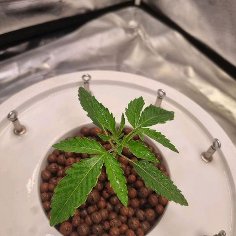 Lemon Cherry Gelato growlog photo: Wurzeln entwickeln sich Prima