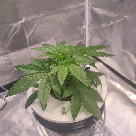 Lemon Cherry Gelato growlog photo: Wurzeln entwickeln sich Prima 