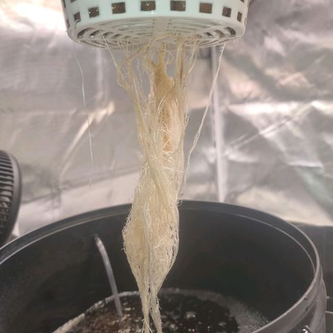 Lemon Cherry Gelato growlog photo: Wurzeln entwickeln sich Prima 