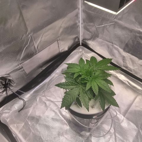 Lemon Cherry Gelato growlog photo: Wurzeln entwickeln sich Prima 