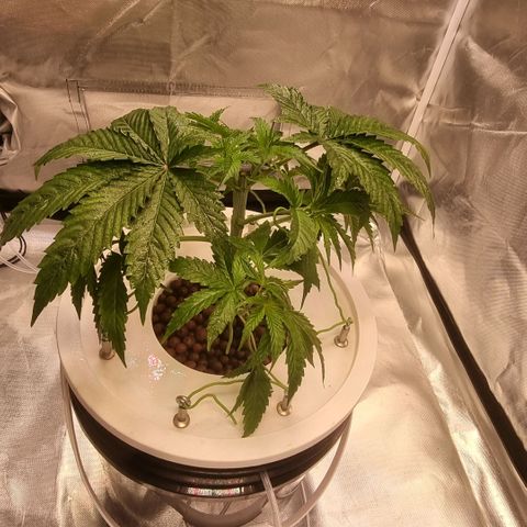 Lemon Cherry Gelato growlog timeline photo