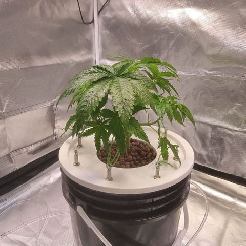 Lemon Cherry Gelato growlog timeline photo