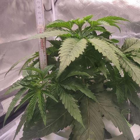 Lemon Cherry Gelato growlog timeline photo