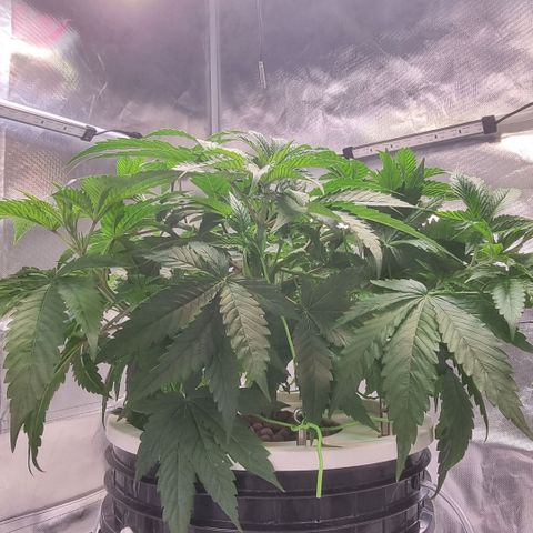 Lemon Cherry Gelato growlog timeline photo