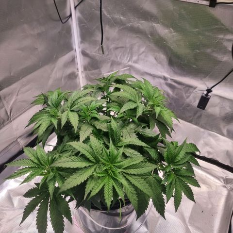 Lemon Cherry Gelato growlog timeline photo