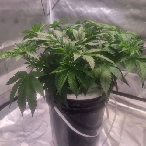 Lemon Cherry Gelato growlog timeline photo