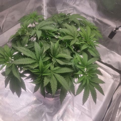 Lemon Cherry Gelato growlog timeline photo