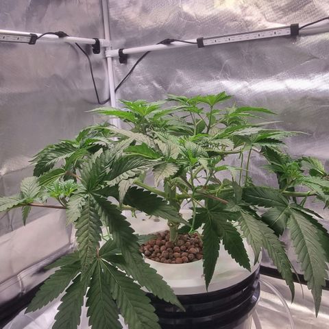 Lemon Cherry Gelato growlog timeline photo