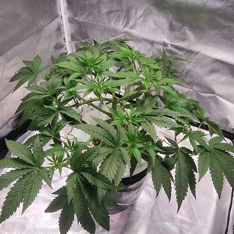 Lemon Cherry Gelato growlog timeline photo