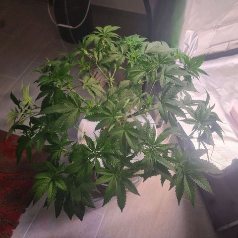 Lemon Cherry Gelato growlog photo: Letzter Schnitt...
Fläche von 1000x1000 mm fast erreicht 