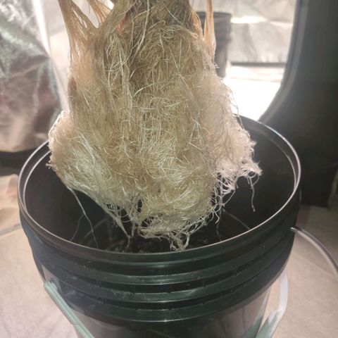Lemon Cherry Gelato growlog photo: Letzter Schnitt...
Fläche von 1000x1000 mm fast erreicht 