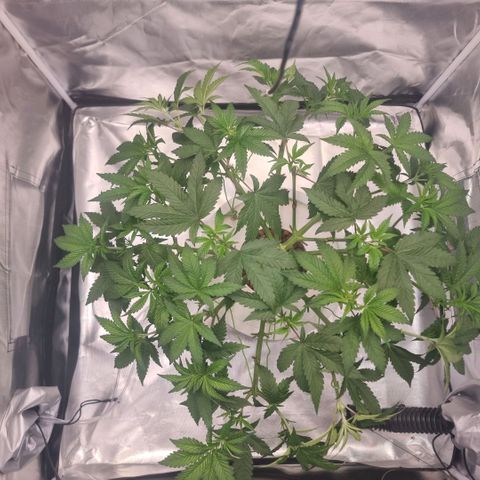Lemon Cherry Gelato growlog photo: Letzter Schnitt...
Fläche von 1000x1000 mm fast erreicht 