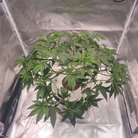 Lemon Cherry Gelato growlog photo: Letzter Schnitt...
Fläche von 1000x1000 mm fast erreicht 
