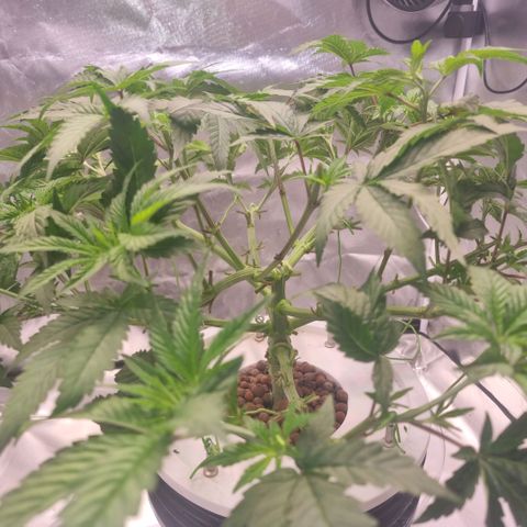 Lemon Cherry Gelato growlog photo: Letzter Schnitt...
Fläche von 1000x1000 mm fast erreicht 